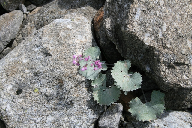 Adenostyles leucophylla / Cavolaccio lanoso